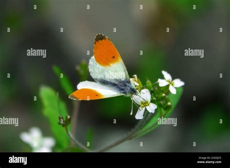 Orange Tip White Anthocharis Cardamines Male Butterfly Feeds On