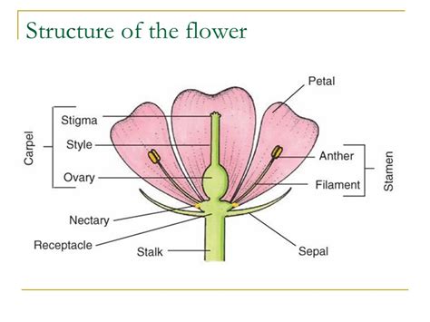 Types Of Reproduction In Plants Typical Flowers Structure And Sex Of