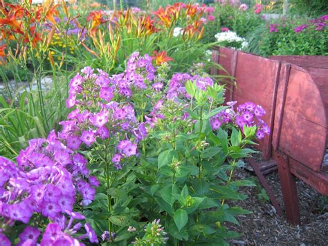 Volcano Purple In The Landscape Plants Container Plants Easy Garden