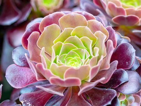 What Are The Different Types Of Succulents Brainy Gardener