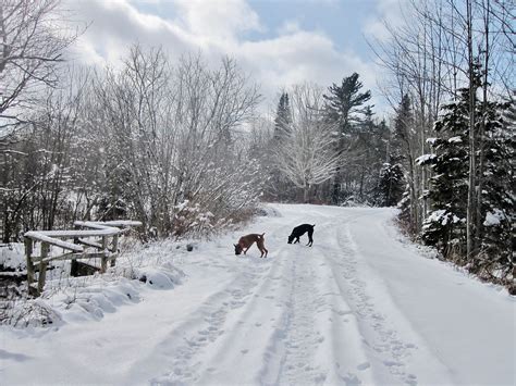 Snowy Path Snowy Paths Outdoor