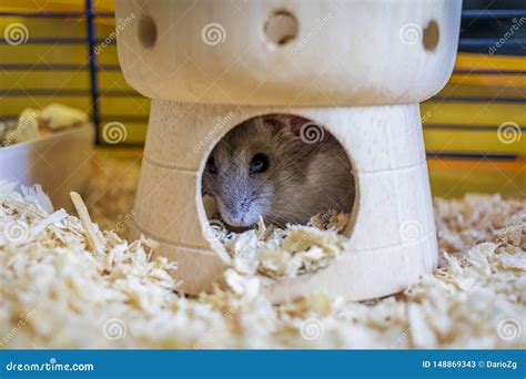 Hamster Inside His Cage Stock Image Image Of Hamster 148869343
