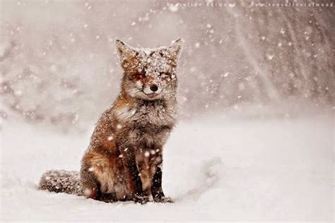 These 11 Photos Will Make You Fall In Love With Foxes Snow Addiction