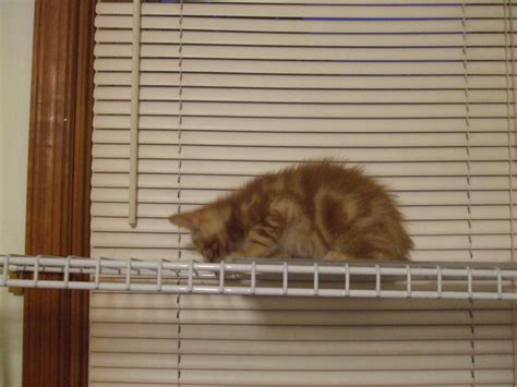 How To Make A Window Cat Shelf Step By Step Instructions Hubpages