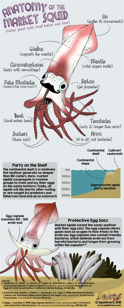 Squid Diagram Labeled Handicraftsied