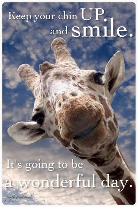 Giraffe Quotes Funny Meme Image 14 Quotesbae