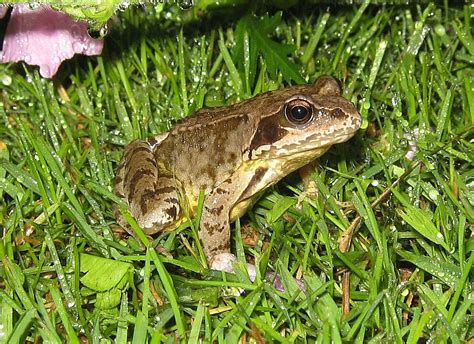 Newt And Frogs In The Garden Three Amigos Birding