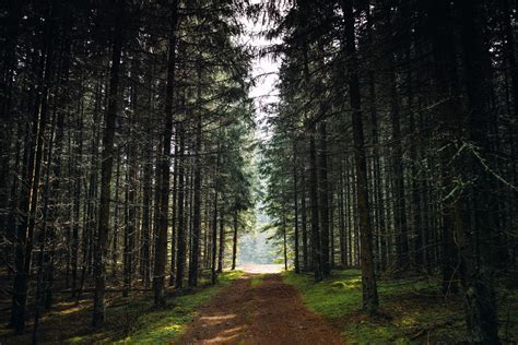 Brown Dirt Road Lined With Trees · Free Stock Photo