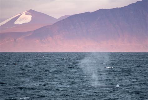 Blue Whale Svalbard Svalbard Flickr