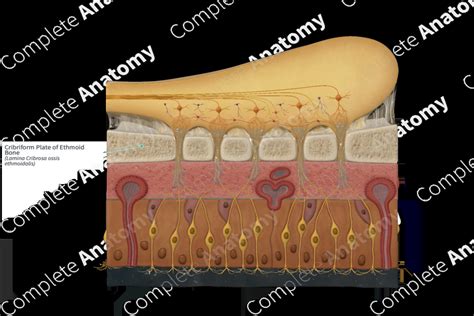 Cribriform Plate Of Ethmoid Bone Complete Anatomy