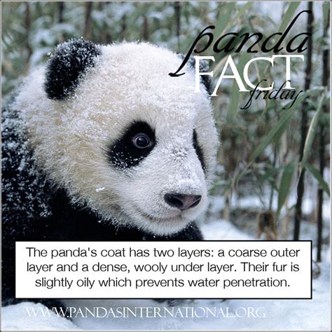 Panda Fact Friday How Do Pandas Survive The Cold Winters Pandas