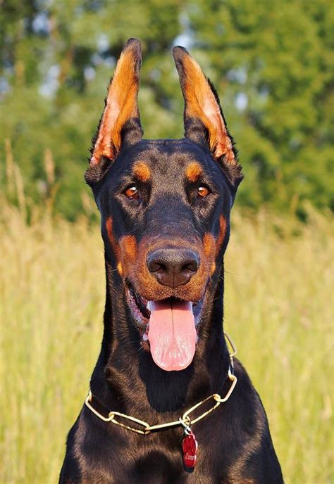 Dobamann 319 views3 year ago. De Dobermann is sterke werk en waakhond, gespierd en ...