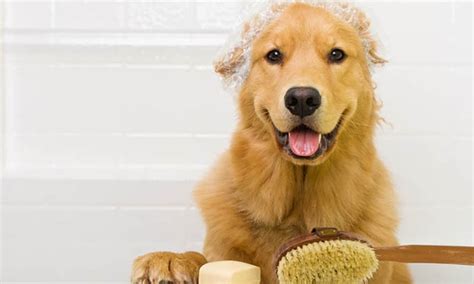 Many trade schools and community colleges have pet grooming courses. Pet Grooming - The Happy Dog - Mobile Pet Grooming | Groupon
