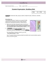 Bond to open the dna strand to carry the code for protein synthesis out of the nucleus b. Student Exploration Building Dna Answer Key Pdf + My PDF ...