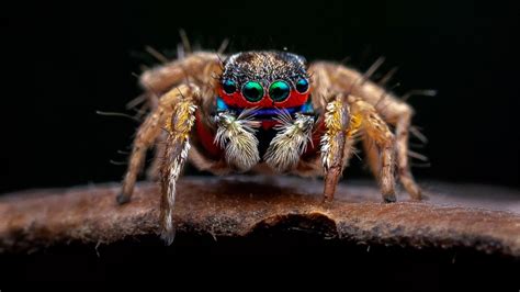 Photographer shoots amazing macro images of bugs | National News ...