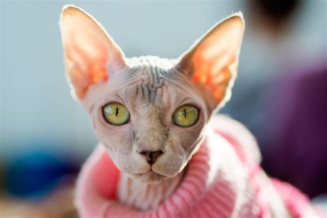 6 Strange Breeds Of Hairless Cats Featured Creature