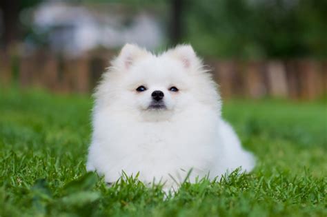 15 raças de cachorro branco peludo pequeno grande e mais