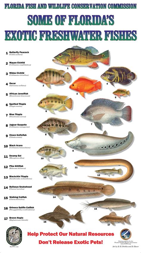 Más De 25 Ideas Increíbles Sobre Florida Fish En Pinterest