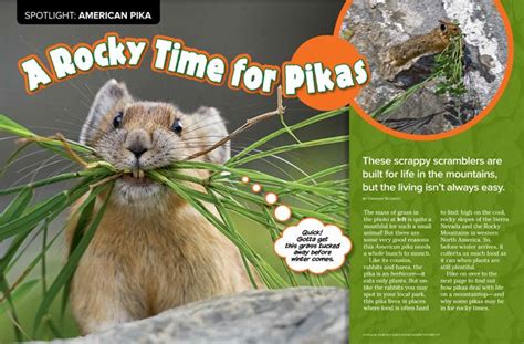 American Pikas National Wildlife Federation National Wildlife