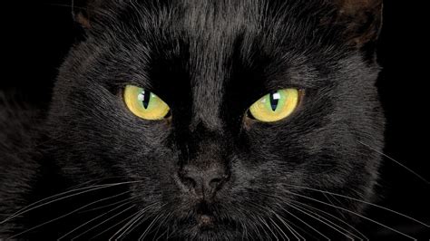Black Cat With Yellow Eyes Desktop Wallpapers Hd0