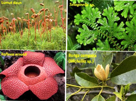 Faktor biotik di sini adalah hewan dan manusia, hewan mampu berperan dalam persebaran flora karena membawa biji flora dan membawanya ke tempat lain sehingga biji tumbuhan tersebut bisa. Pembagian Persebaran Flora dan Fauna di Indonesia - Riolan