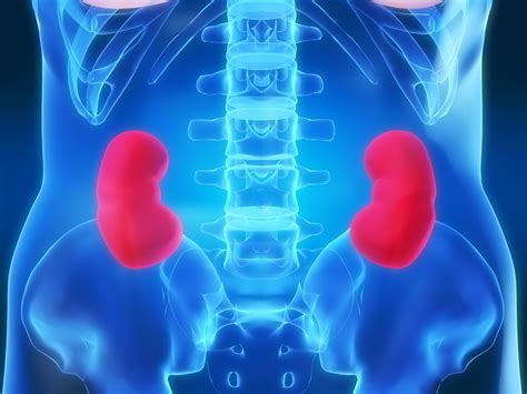The Anatomy Of The Kidney Interactive Biology With Leslie Samuel