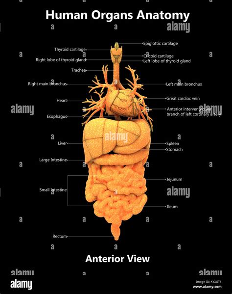 Human Body Organs Label Design Anterior View Anatomy Stock Photo Alamy