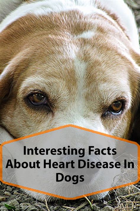 Signs Of Heart Disease In Dogs Pet Bloggers Of Pinterest Dog Health