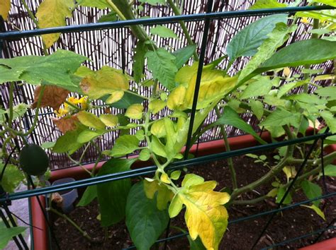 Save up to 10% on garden supplies, plants, pest control & more at gardens alive®. Tomato Leaves Turning Yellow - Red Garden Clogs