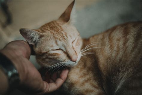 Feline Body Language Understanding Your Cats Behaviour