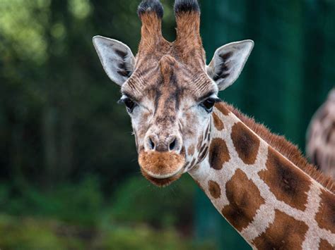 Giraffe Blackpool Zoo