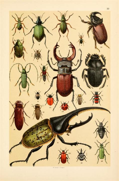 Free Vintage Illustrations Of Wild Insects Free Vintage Illustrations