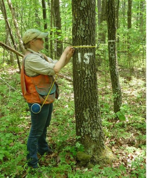 Forest Management Monitoring