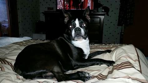 Chase Formerly Known As Buddy 11 Year Old Boston Looking Good For His