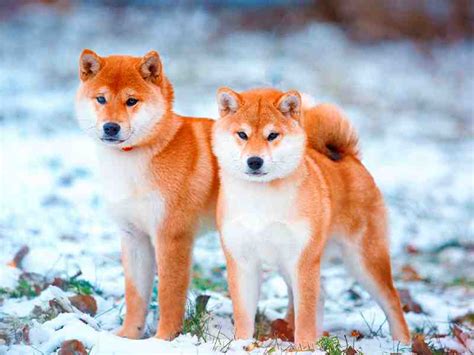Perros Japoneses 10 Razas Increíbles Que Debes Conocer Smylepets