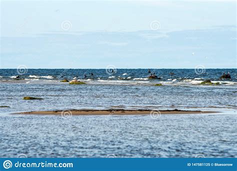 Empty Sea Beach With Rocks And Grass Stock Image Image Of Seashore
