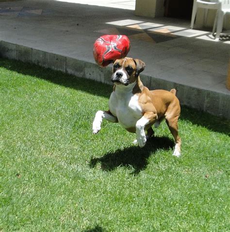 Plants are more courageous than almost all human beings: dog dog dog playing with his soccer ball