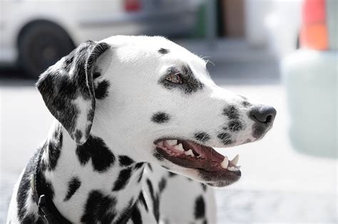 Dalmatian The Ultimate Breed Guide 2020 Breeders Links And Breed