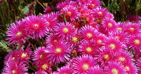 Cacti, members of the cactaceae family, have a wide range of growth patterns, from slow to fast. Growing Carpobrotus Chilensis: How To Care For The ...