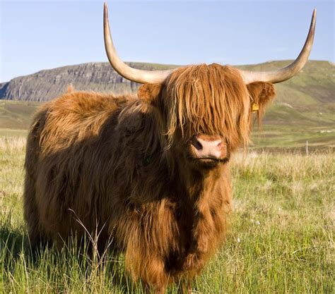 Highland Cattle Interesting Facts And Photographs