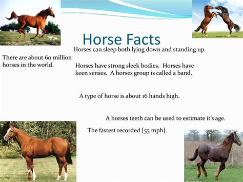 Ppt Horses Powerpoint Presentation Free Download Id2315629