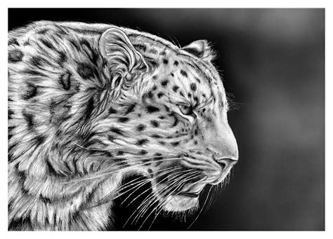 In this video i give you my tips for drawing realistic animals using colored pencil. How to draw realistic cheetah tiger step by step easy for ...