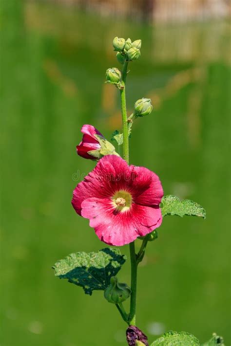 Pink Mallow Flowers In Garden Stock Photo Image Of Hibiscus Mauve
