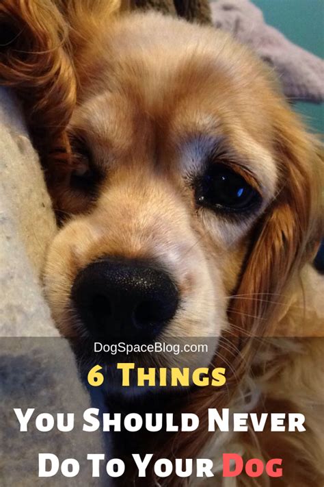 A Brown Dog Laying On Top Of A Bed With The Words 6 Things You Should