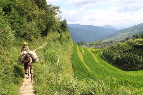 Carrying Supplies Through The Rice Terraces Smithsonian Photo Contest