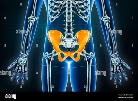 Pelvis X Ray Front Or Anterior View Osteology Of The Human Skeleton