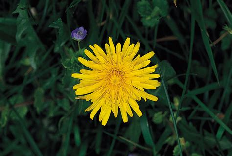 The flowers of the dandelion can be used to help improve your dog's immune system. dandelion | Definition, Uses, & Facts | Britannica