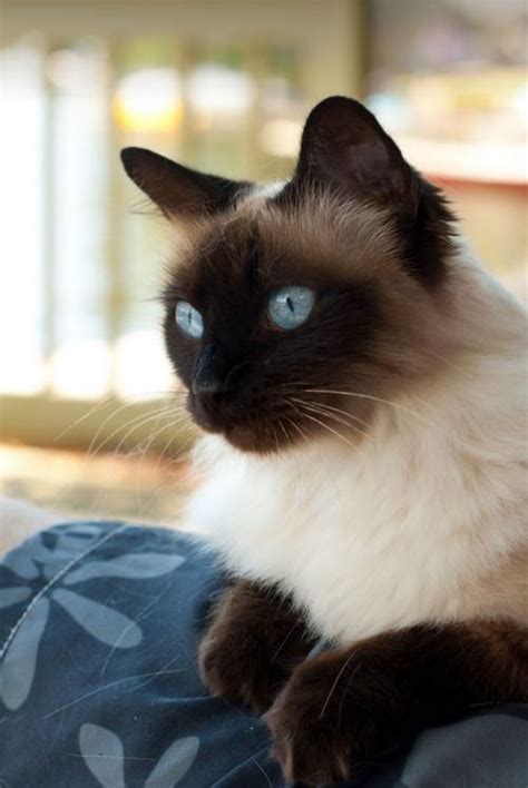 Believe This Is A Balinese Long Haired Siamese Balinese Cat