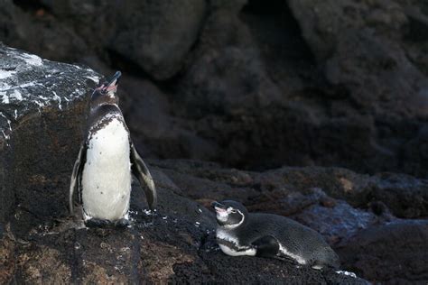 12 Interesting Galapagos Penguin Facts Marinepatch