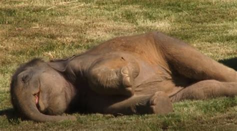 Mom Elephant Cant Wake Baby From Deep Sleep Has To Ask For Help